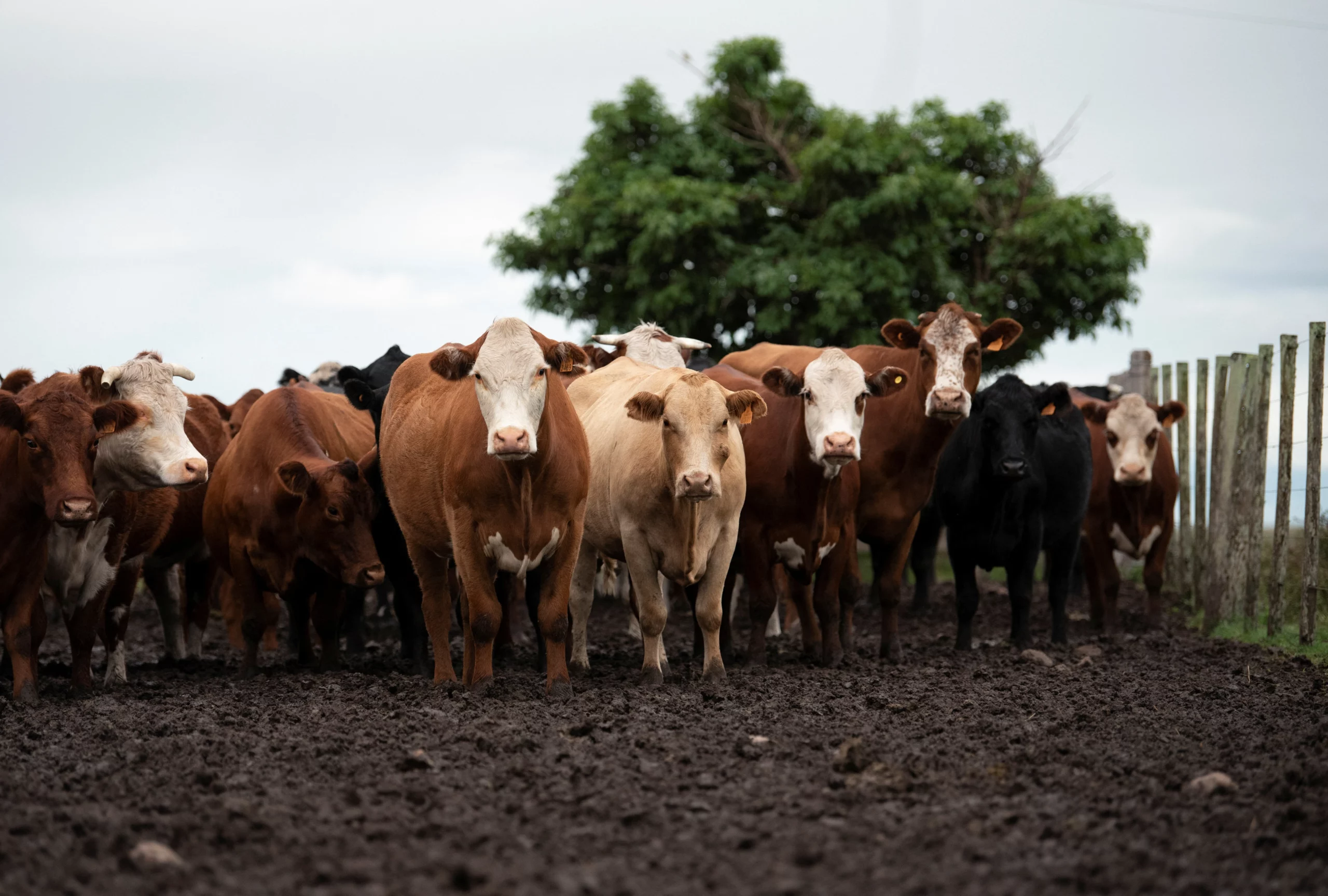 Uruguay's "Phantom Cow" Scandal Exposes $350 Million Financial Fraud