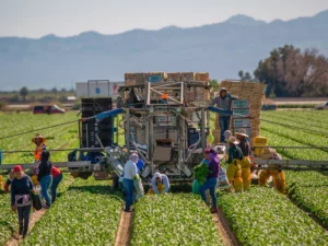 Agricultural Surge Saves Mexico from Technical Recession Despite Factory Decline in Q1 2025