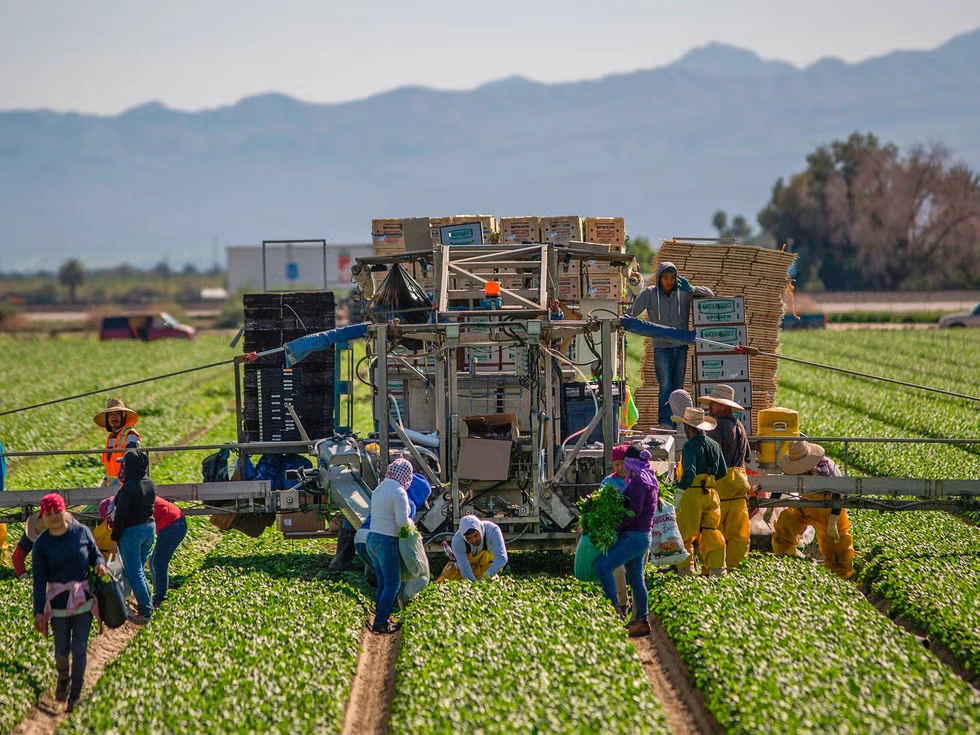 Agricultural Surge Saves Mexico from Technical Recession Despite Factory Decline in Q1 2025