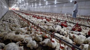H5N1 Outbreak Triggers EU Ban on Brazilian Poultry, Threatening $1 Billion in Exports