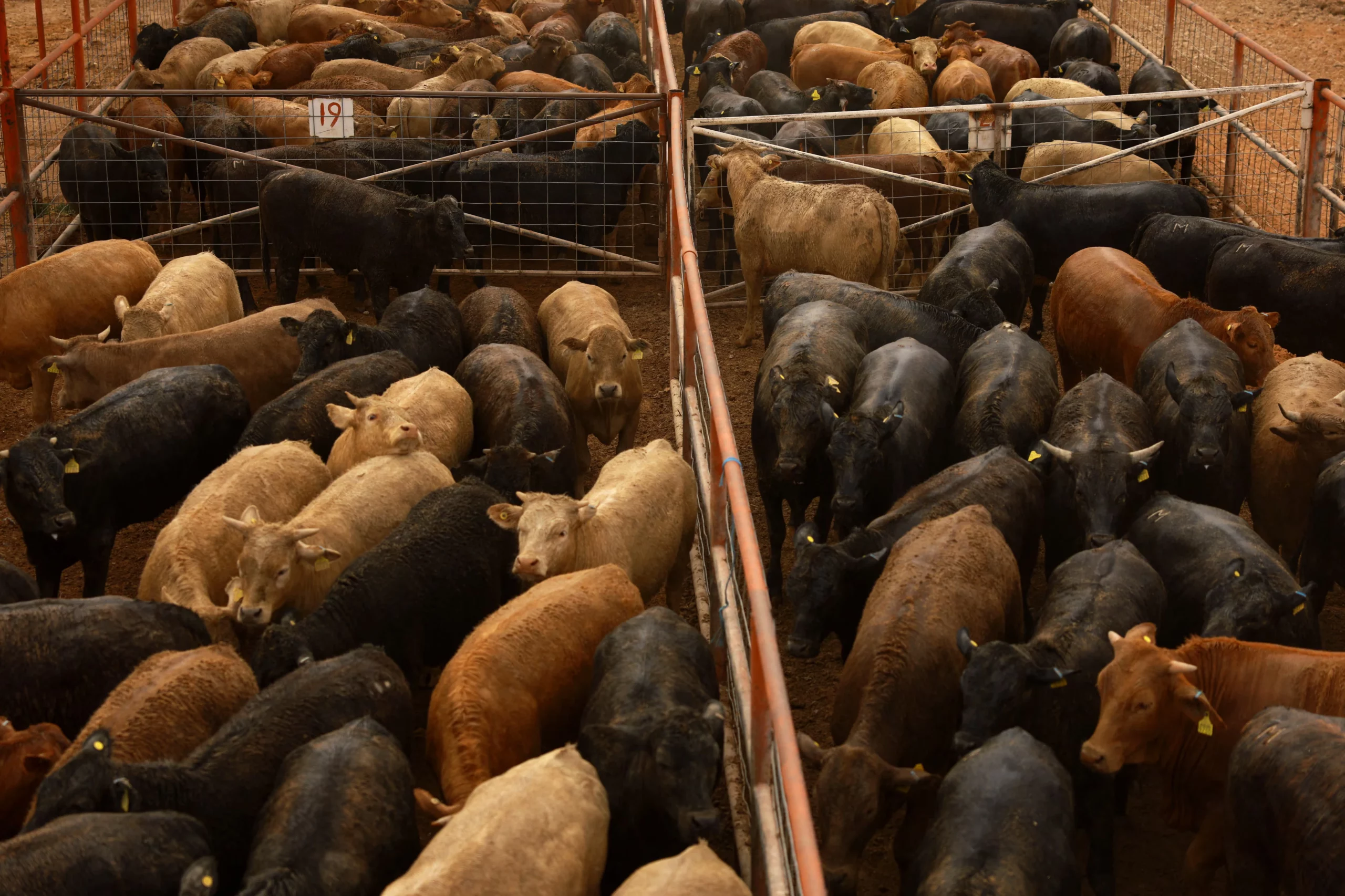 Mexico and U.S. Confront Screwworm to Restore $3 Billion Cattle Trade