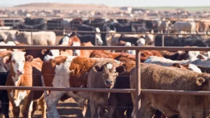 U.S. Halts Mexican Livestock Imports Amid Flesh-Eating Parasite Threat