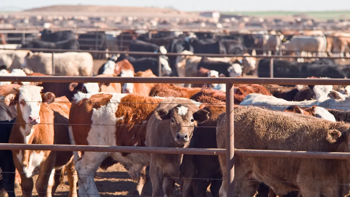 U.S. Halts Mexican Livestock Imports Amid Flesh-Eating Parasite Threat