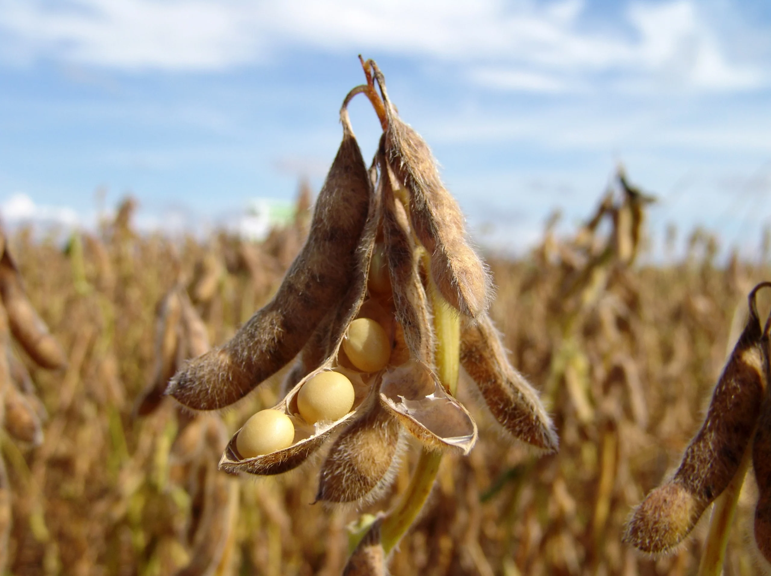 Bolivia Reopens Soybean Exports Amid Production Rebound