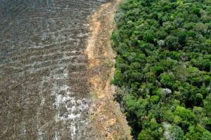 Deforestation Falls 32.4% in Brazil, Strengthening Agribusiness