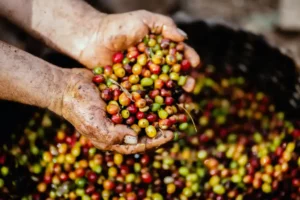 Brazil’s Coffee Paradox: Smaller Arabica Harvest Boosts Bean Quality as Robusta Expands