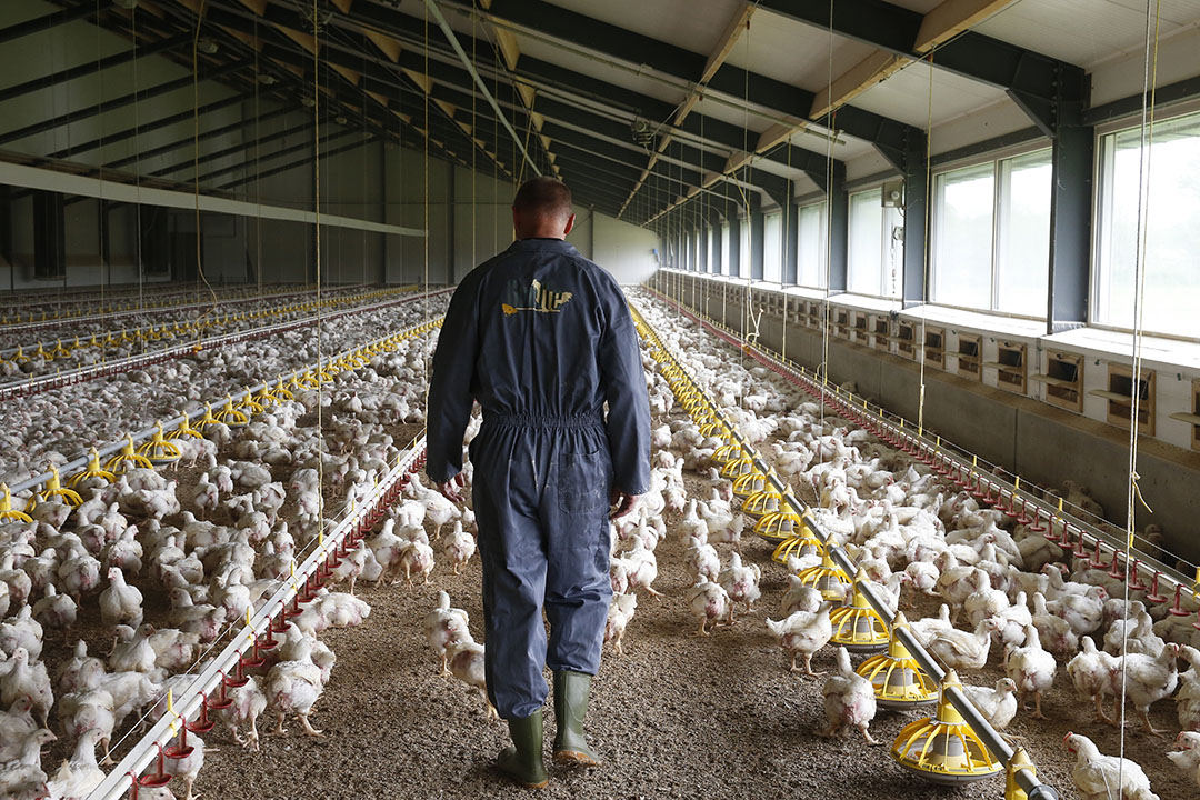 Argentina Joins China and EU in Banning Brazilian Poultry Amid Bird Flu Outbreak. (Photo Internet reproduction)
