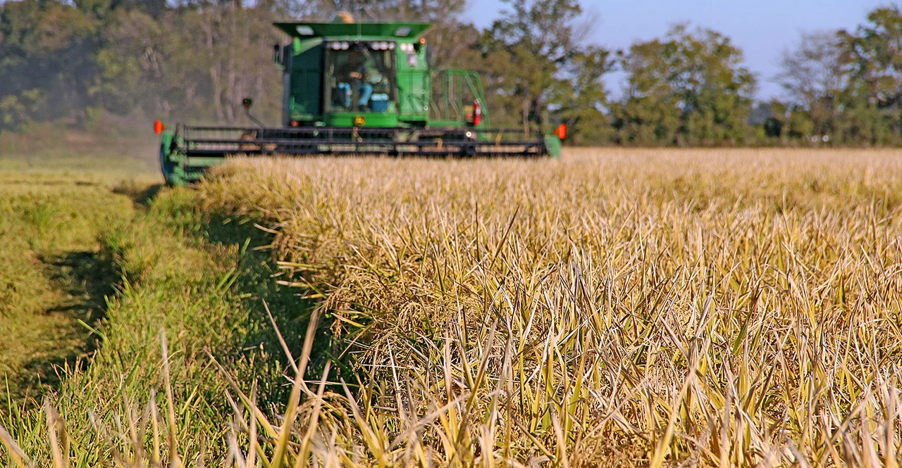 Uruguay’s Record Rice Harvest Faces Global Market Pressures