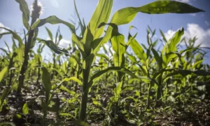 Nigeria and Brazil Agree on $1 Billion Plan to Modernize Farming
