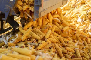 Corn Import Collapse Lays Bare China’s Economic Troubles Beneath Government’s Growth Narrative