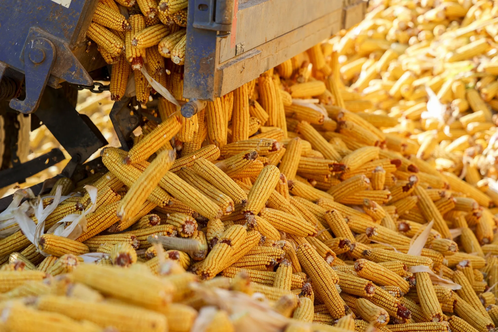 Corn Import Collapse Lays Bare China’s Economic Troubles Beneath Government’s Growth Narrative