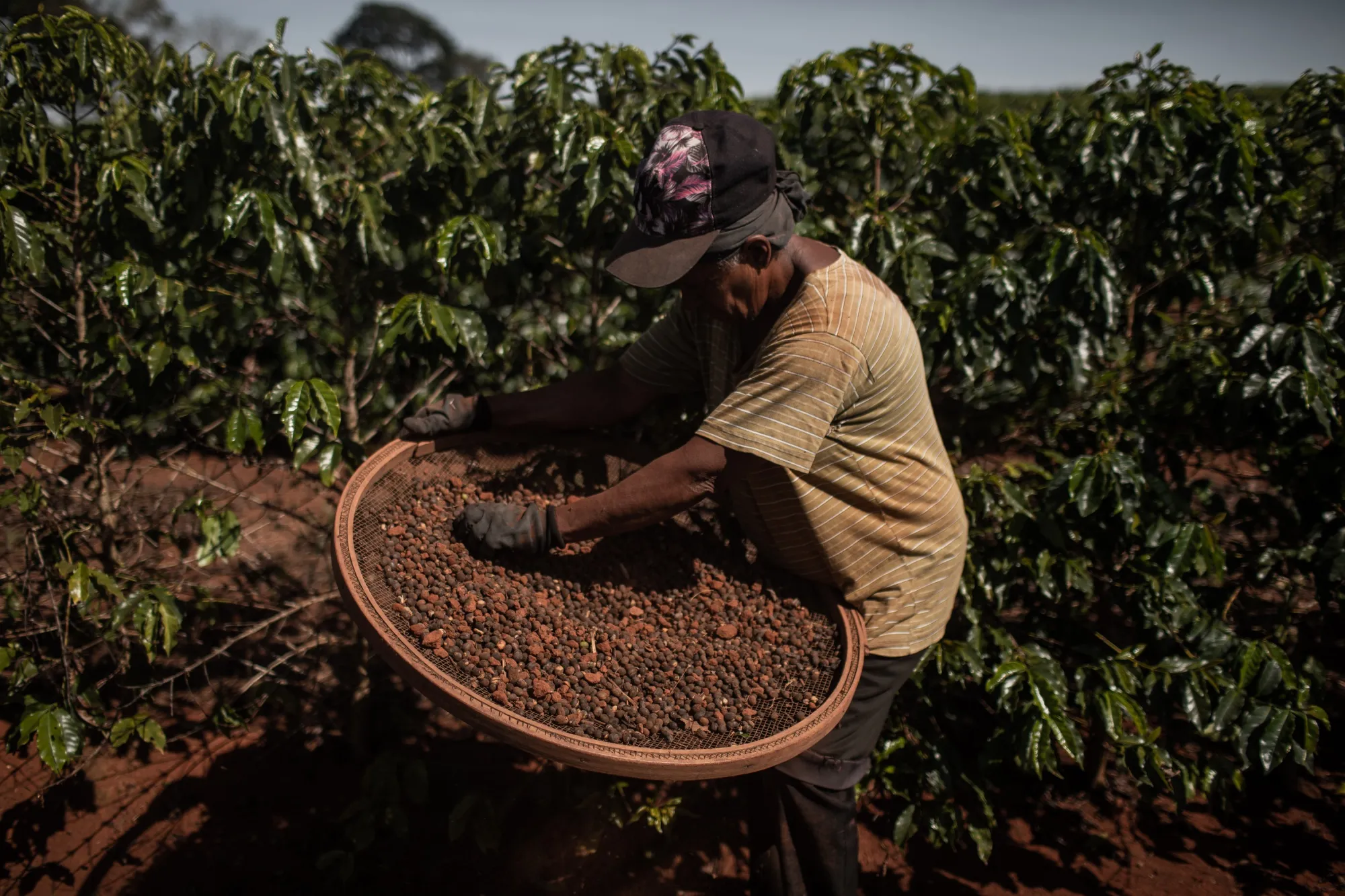 Brazil’s Biggest Coffee Cooperative Faces Slow Harvest and Labor Concerns