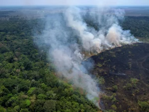 Amazon Fund Hits Record Investment, Aims for Real Change in the Amazon