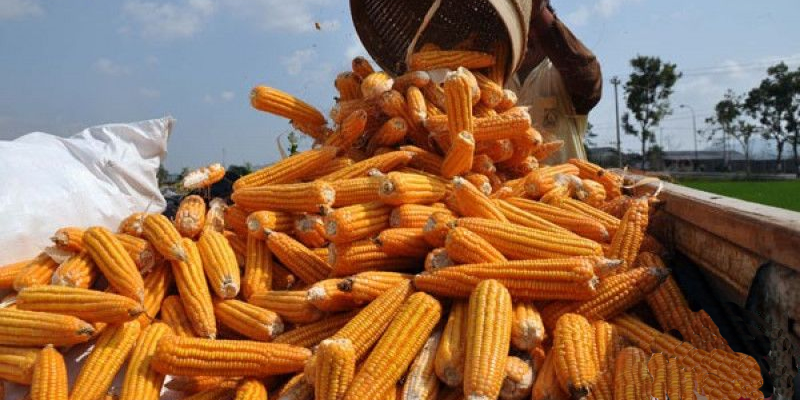 corn