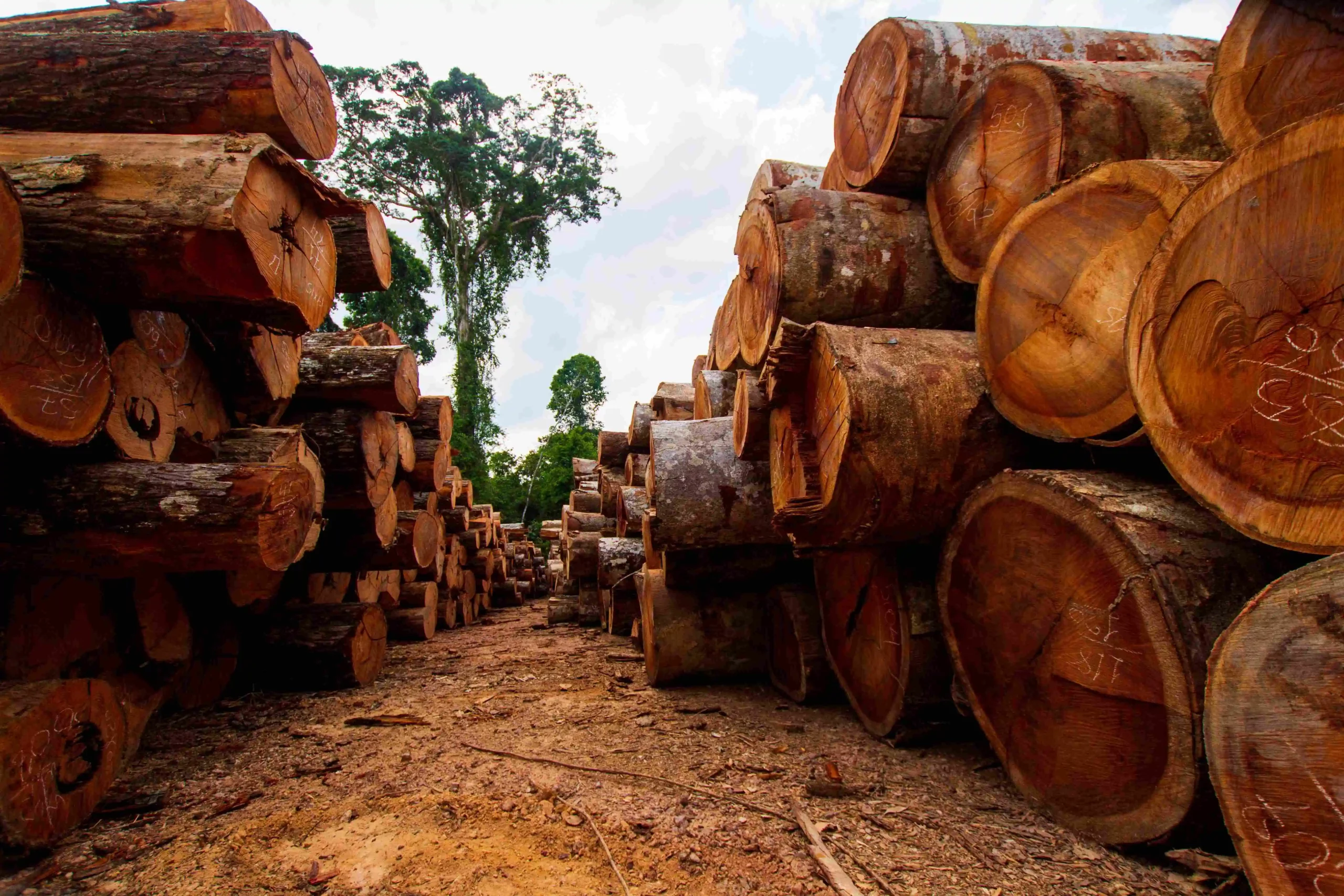 Paraguay’s Wood Exports Hit New Highs as Industry Grows