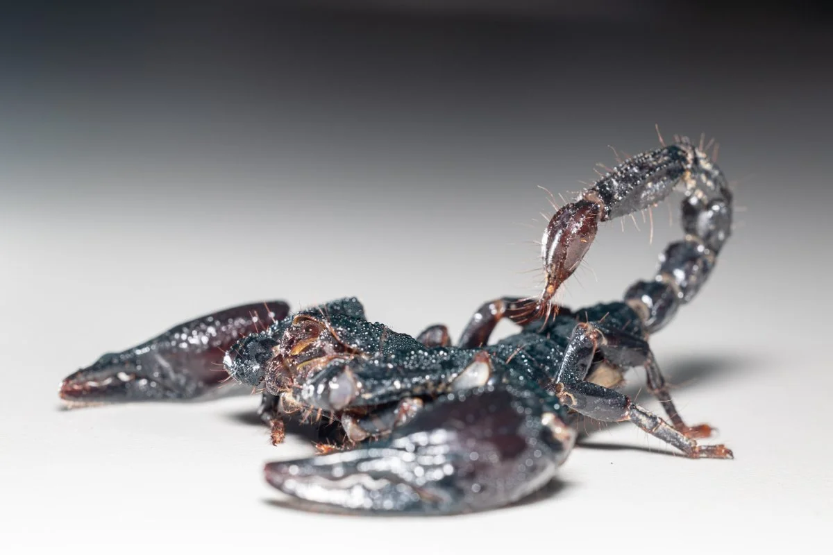 Amazon Scorpion Venom: A New Player in the Breast Cancer Drug Race