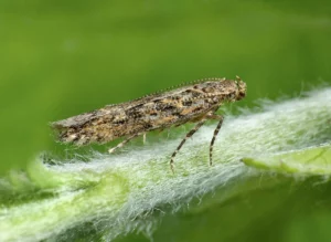 Invasive Insects Cost Europe Billions and Threaten Food and Health