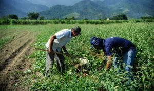Brazil Sets New Record with $16.3 Billion Boost for Family Farms
