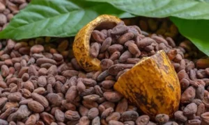 Cocoa Hits Eight-Month Low as Supply Outlook Improves