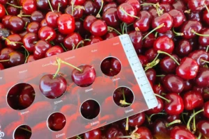 Chile Achieves Record Food Exports Despite Global Market Challenges