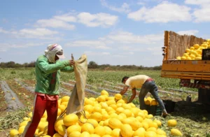 Brazil’s Farmers Face Rising Debt Despite Record Harvests