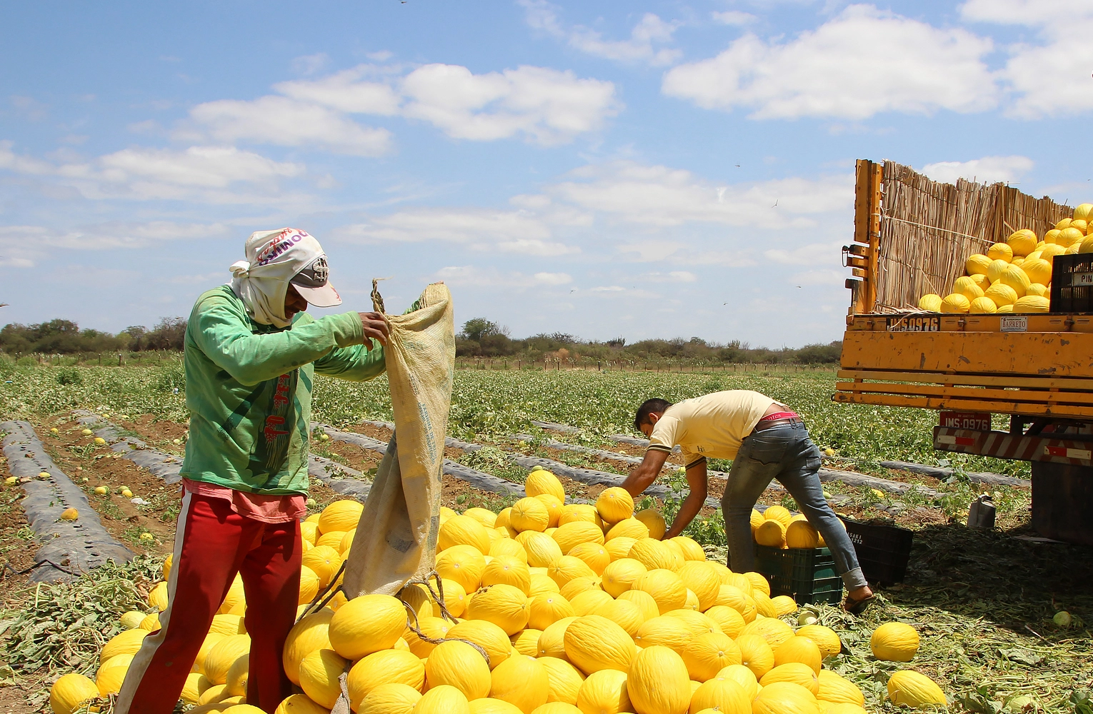 Brazil’s Farmers Face Rising Debt Despite Record Harvests