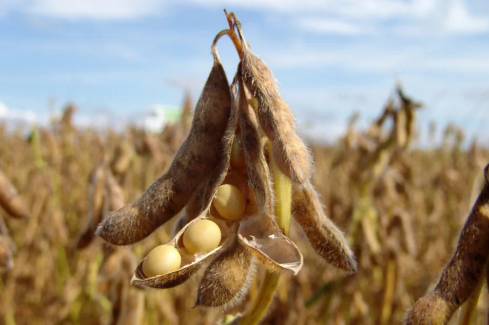 Paraguay Faces Trade Setback in H1 2025 as Soybean Exports Drop, Beef Rises