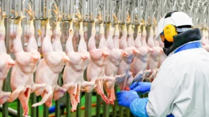 South Africa and Singapore Reopen Doors to Brazilian Chicken After Bird Flu Scare
