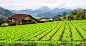 Brazil's Billion-Dollar Farmland Boom Transforms Mato Grosso into a Prime Investment Hub