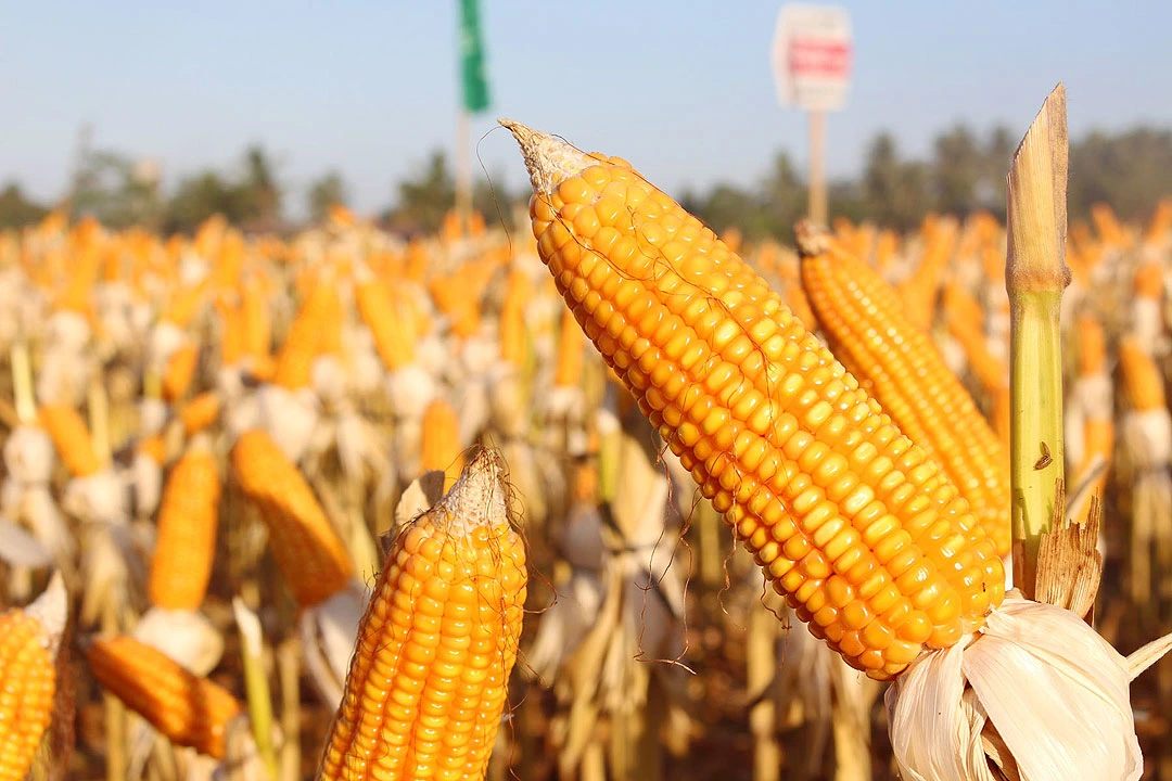 Brazil’s Corn Crop Breaks Records but Faces Market Pressures