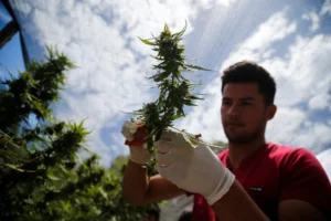 Paraguay Eyes Billions with Cannabis Legalization, but Stakes Run Deeper
