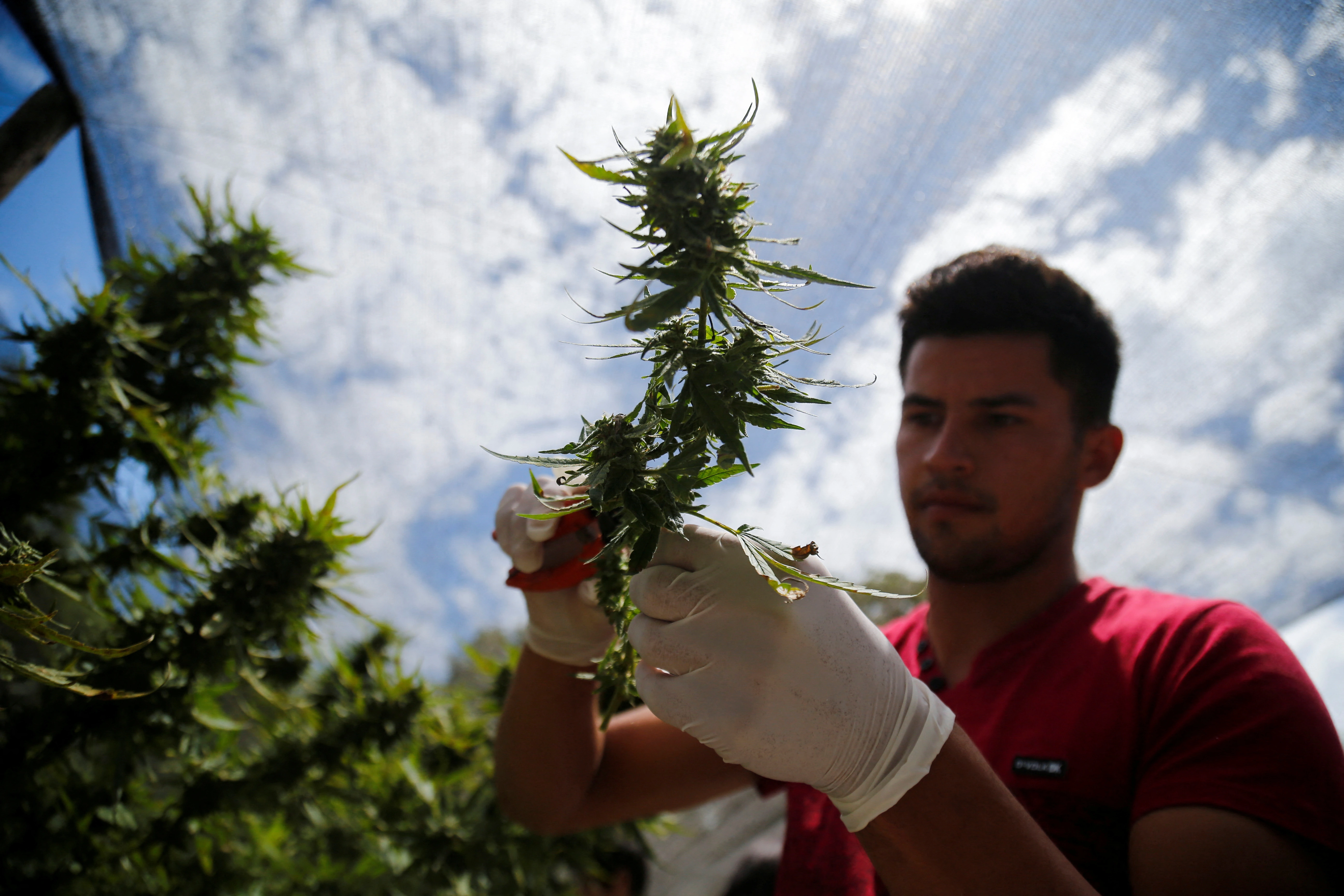 Paraguay Eyes Billions with Cannabis Legalization, but Stakes Run Deeper