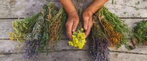 Paraguay Bets on Medicinal Herbs to Rewire Its Export Economy