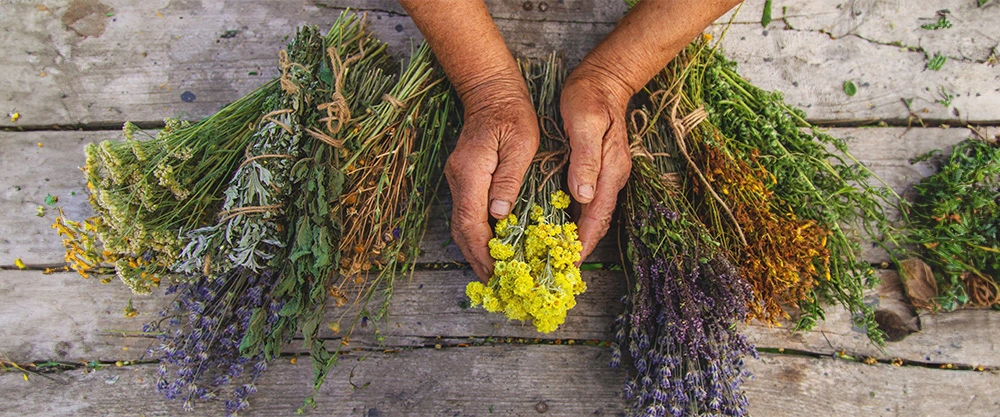 Paraguay Bets on Medicinal Herbs to Rewire Its Export Economy