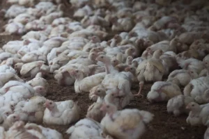 China Halts Argentine Poultry Imports Again After Fresh Bird Flu Case