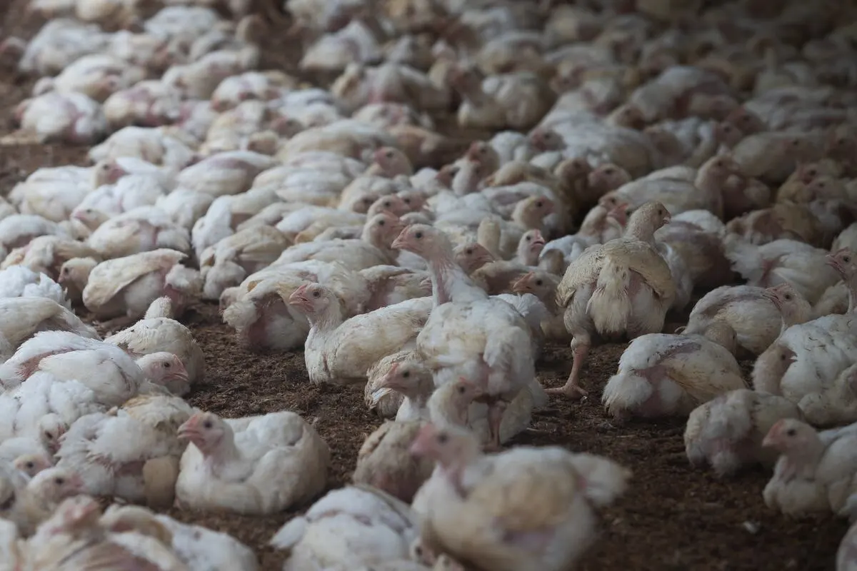 China Halts Argentine Poultry Imports Again After Fresh Bird Flu Case
