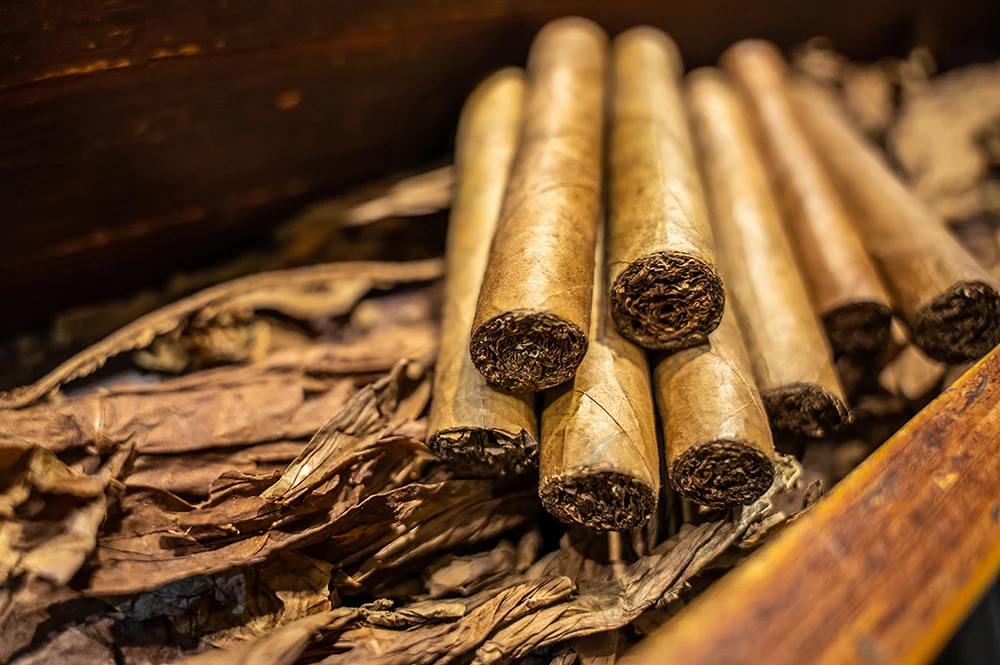 After the Storm: Cuba’s Cigar Industry Rebuilds for Global Markets