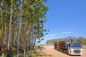 Paraguay Seeks Billions from Fast-Growing Forestry Sector