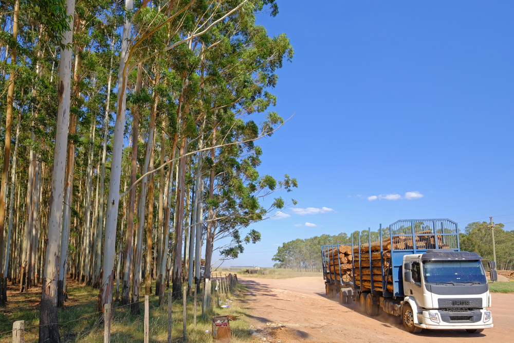 Paraguay Seeks Billions from Fast-Growing Forestry Sector