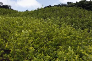 Colombia's Coca Cultivation Surges in 2023: The Growing Threat Behind the Figures