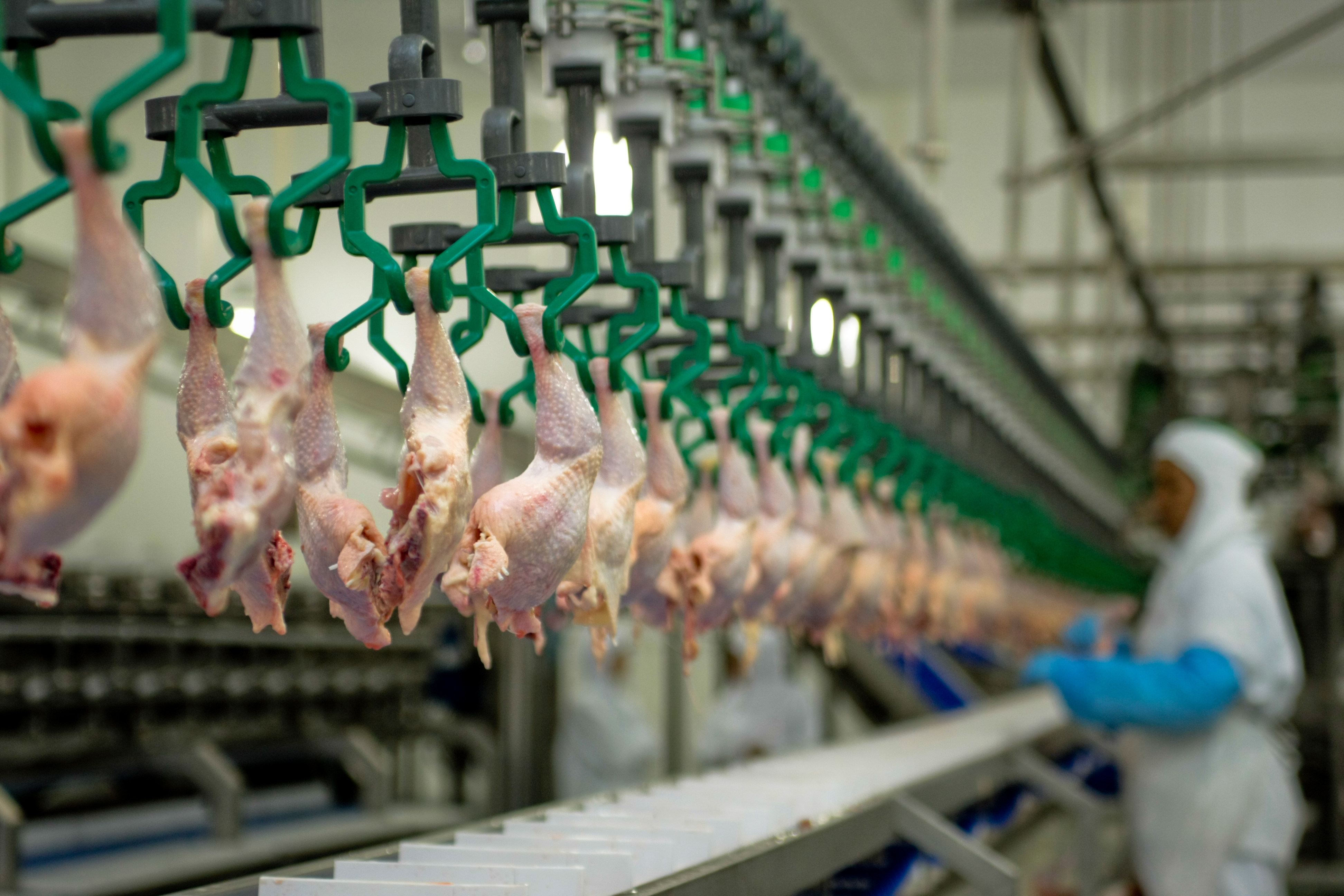 poultry-processing-4