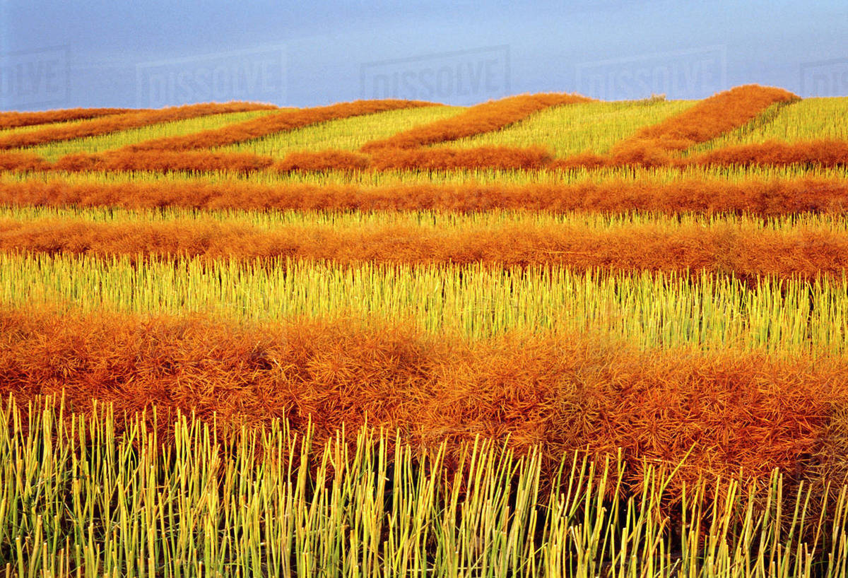 By March 1, Carney said China is expected to lower tariffs on Canadian canola seed to about 15%.