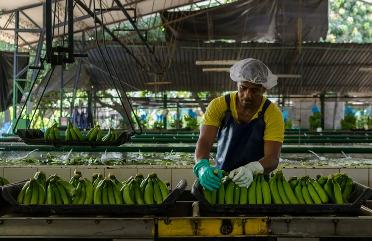 Colombian-banana-industry