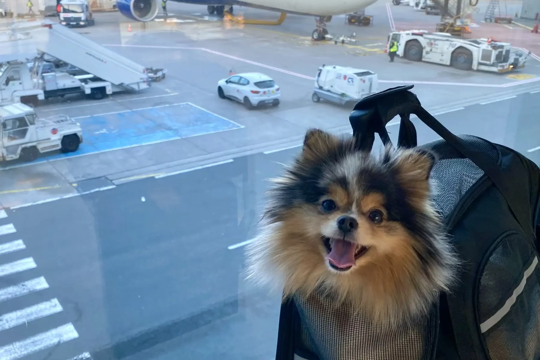 Dog in an airport carrier for expats bringing pets to Brazil