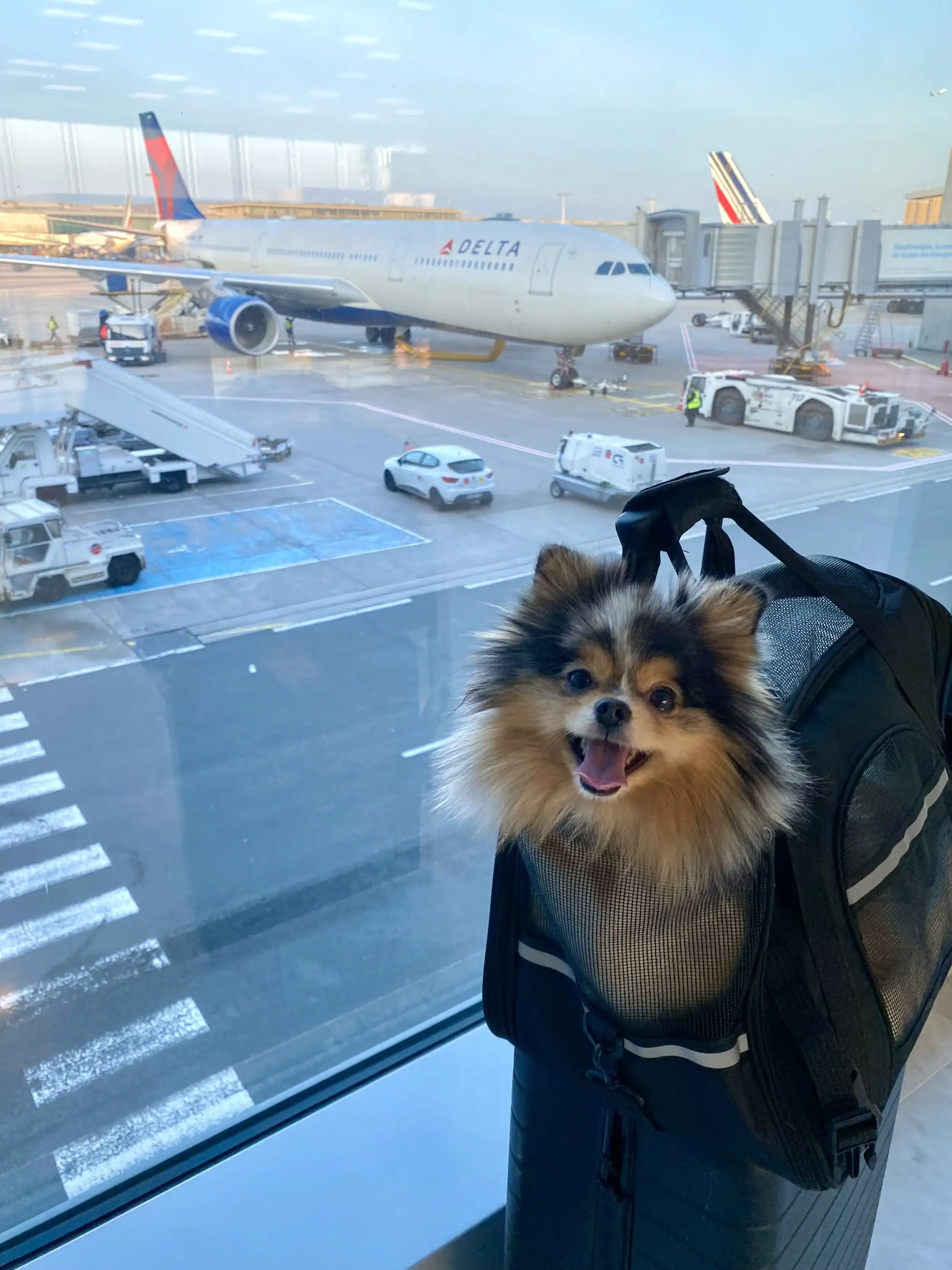 Dog in an airport carrier for expats bringing pets to Brazil