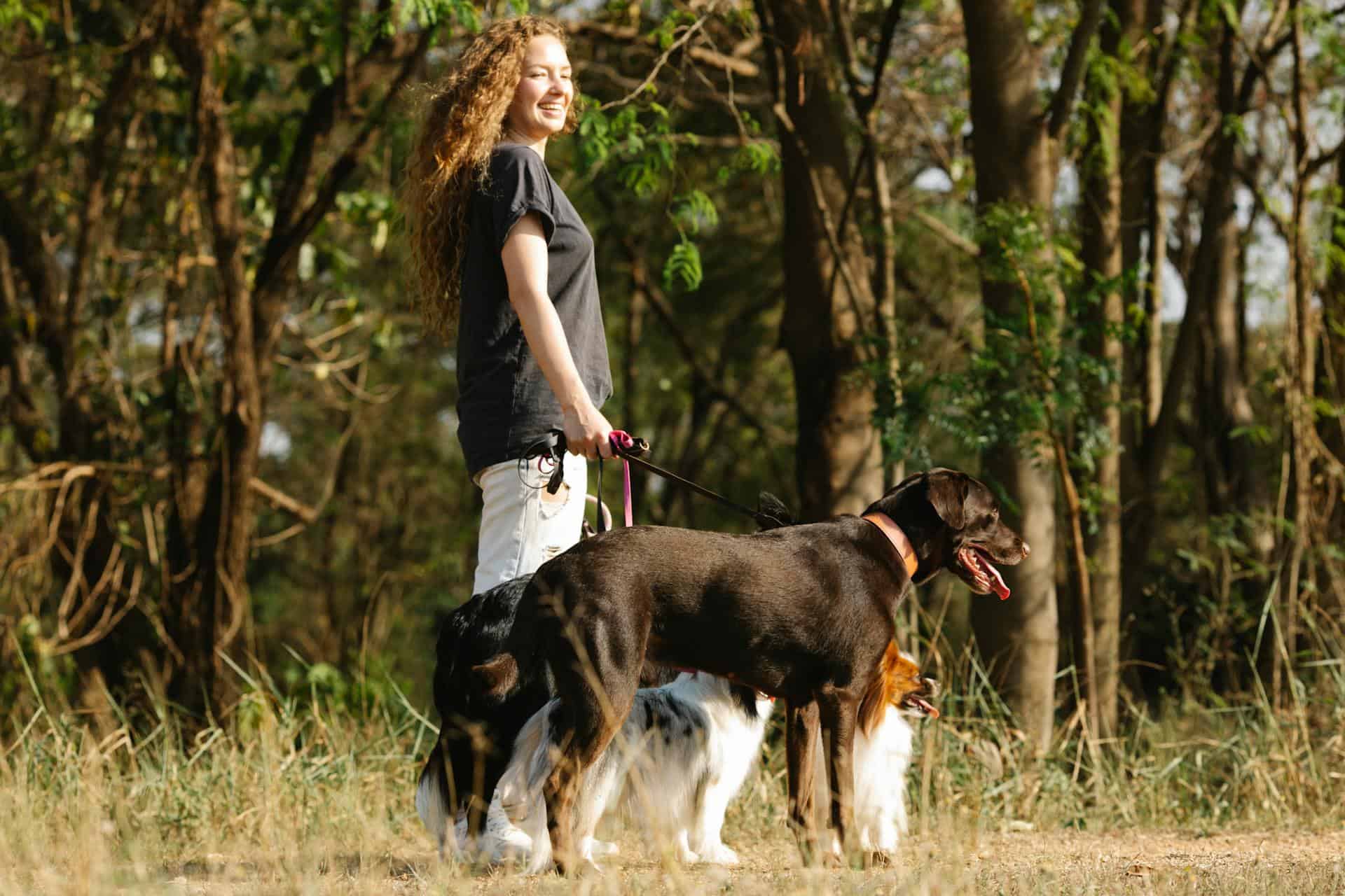 vet health check for bringing pets to Brazil