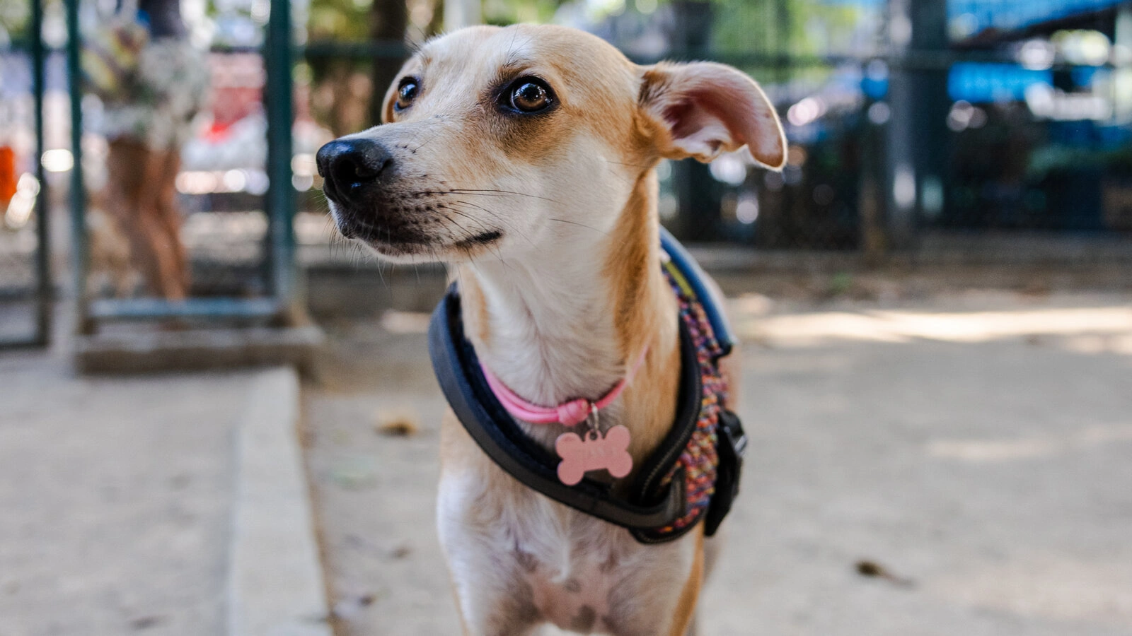 Mexico Claims the Caramel Street Dog, and Brazil Bristles