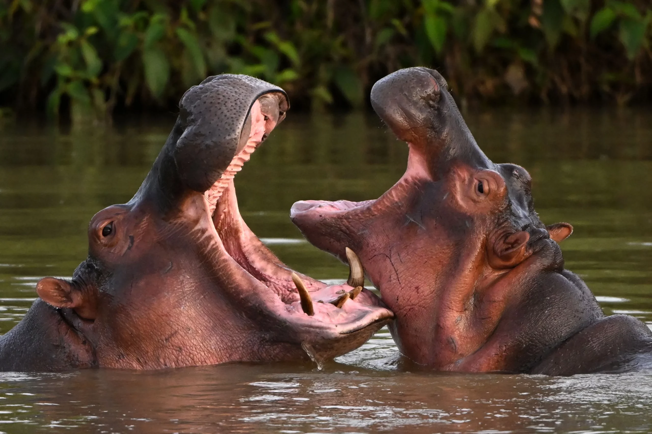 Escobar Cocaine Hippos – Billionaire Offers to Save Them Fro
