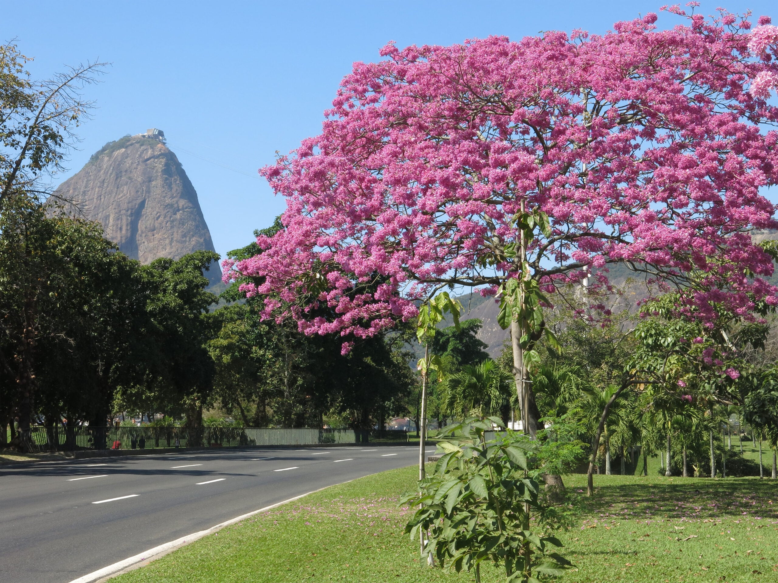 The Parque do Flamengo waterfront at dusk near Vivo Rio — the backdrop for a clean Sunday of live music in the Rio de Janeiro Nightlife Guide for June 14, 2026