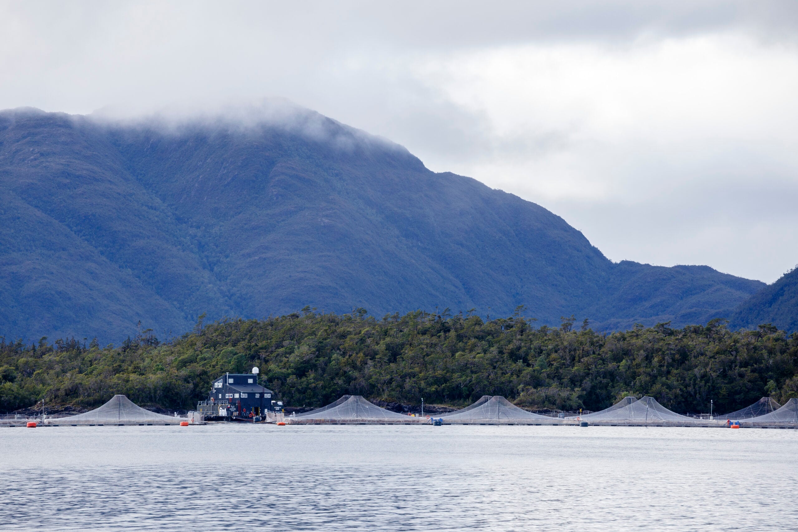 Chile Salmon Reform Could Unlock $520M a Year in Exports